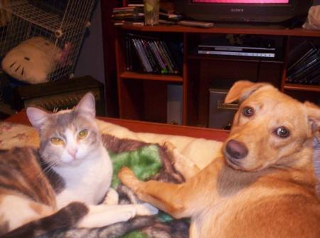 cat and dog